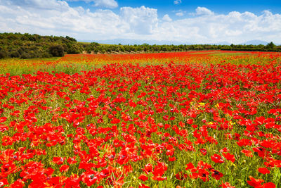 Red flowering plants on field against sky