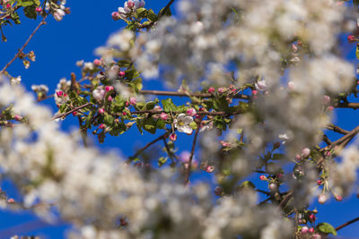 Low angle view of cherry blossom