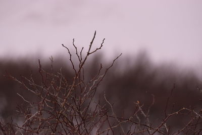 Close-up of bare tree on landscape against the sky