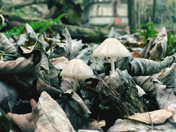 Close-up of mushrooms growing on land