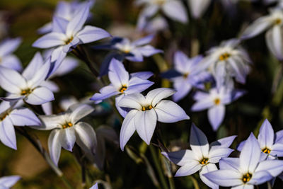 Close-up of white flowering plants