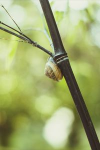 Close-up of snail on leaf