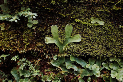 Close-up of plant growing outdoors