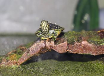 Close-up of a lizard