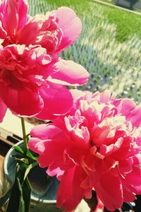 Close-up of pink flowers blooming outdoors