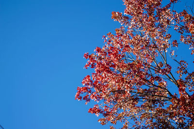 Low angle view of cherry tree against blue sky