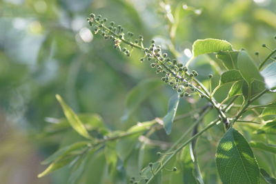 Close-up of wet plant