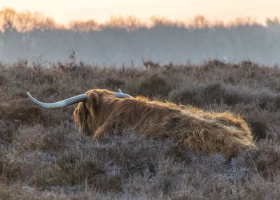 Highland cow in a field at sunrise