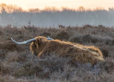 Horse in a field