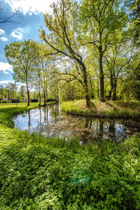 Scenic view of lake in forest