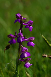 Close-up of purple flowering plant on field