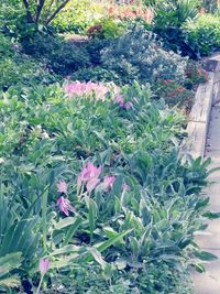 Pink flowers growing in garden