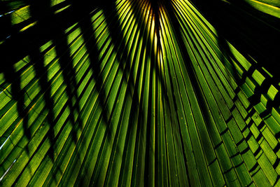 Low angle view of palm tree