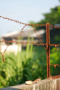 Close-up of barbed wire on fence