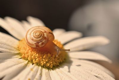 Close-up of snail on flower