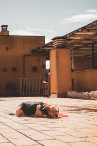 domestic animals