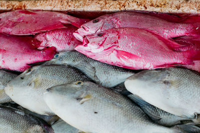 High angle view of fish for sale at market