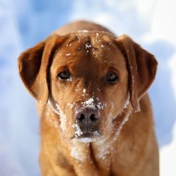 Close-up portrait of a dog