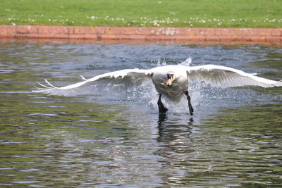 View of birds in lake