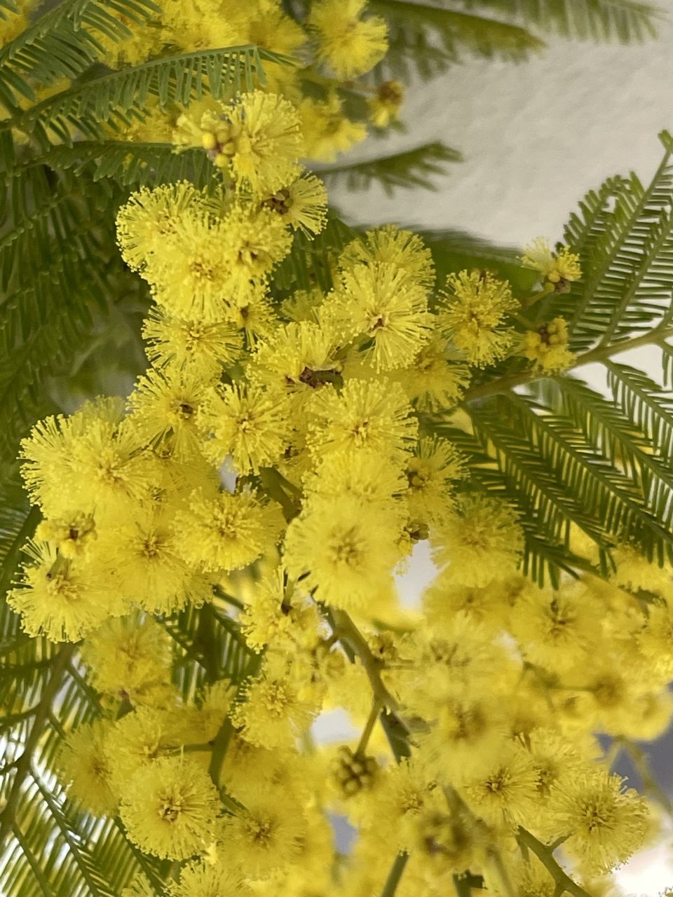 plant, yellow, tree, nature, growth, branch, flower, beauty in nature, leaf, produce, no people, green, plant part, close-up, day, food, outdoors, flowering plant, freshness, shrub, focus on foreground