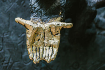 Close-up of animal skull