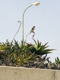 Bird perching on plant against sky
