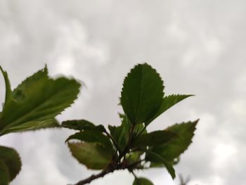 Low angle view of leaves against sky