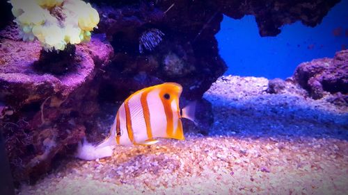 Close-up of fish swimming in sea