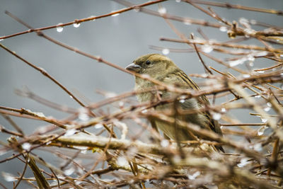 Close-up of bird perching on branch