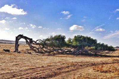 Trees on landscape against sky