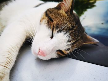 Close-up of cat sleeping