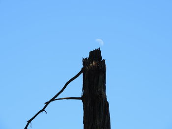 Low angle view of bird perching on tree against clear blue sky