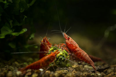 Orange shrimps swimming in sea