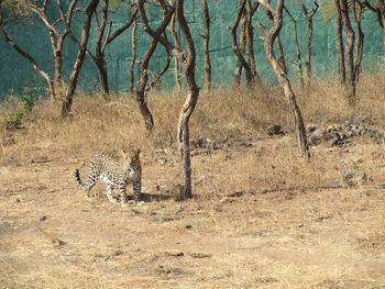 Leopard on field by trees