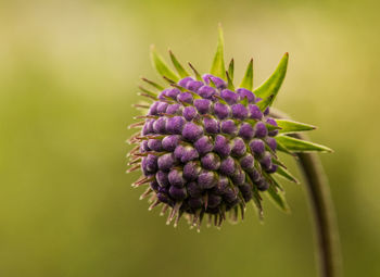 Close-up of purple thistle flower