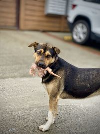 Portrait of dog on street in city