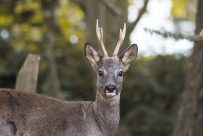 Close-up portrait of deer
