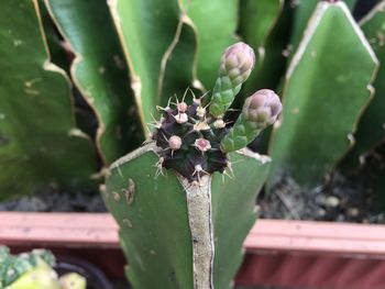 Close-up of succulent plant