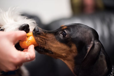 Close-up of hand feeding dogs