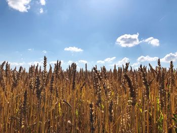 View of stalks in field against sky