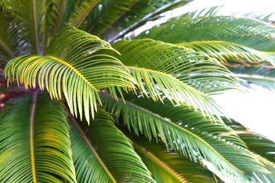 Close-up of palm tree against sky