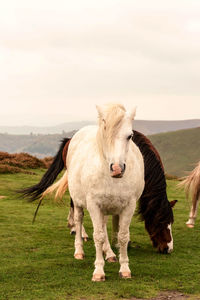 Close-up of horse standing in field against sky