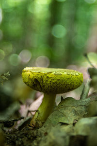 Close-up of mushroom growing outdoors