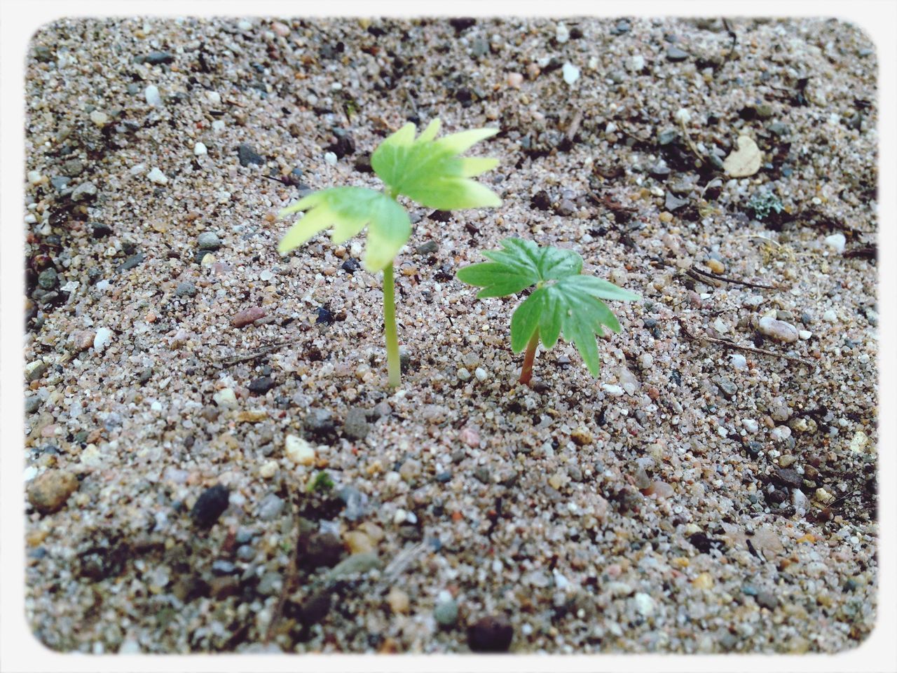 transfer print, leaf, growth, auto post production filter, plant, nature, green color, high angle view, close-up, ground, fragility, growing, field, day, dirt, freshness, outdoors, no people, beauty in nature, cactus