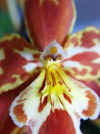 Close-up of red flower