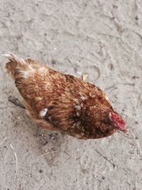 High angle view of a bird