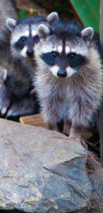 Close-up portrait of a cat