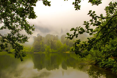Reflection of trees in calm lake in foggy weather