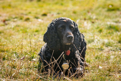 Portrait of dog sitting on field