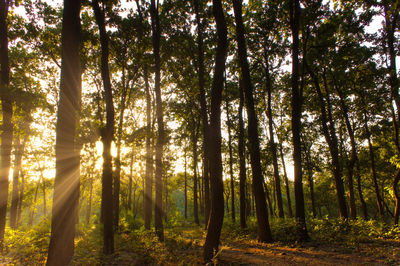 Sunlight streaming through trees in forest